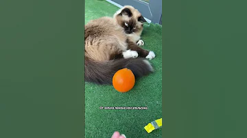 Какие запахи не любят кошки