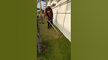 How to Trimming lawn grass with bush cutter #grasscuttingmachine #grasscutting #trimmer #shortvideo