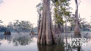 What Is Killing These Indestructible Swamp Trees?