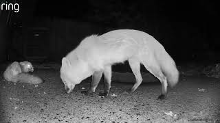 2 Foxes talking (45 sec.)