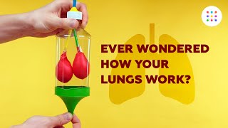 DIY model lungs screenshot 4