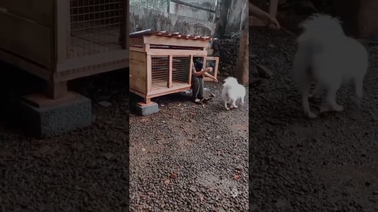 Funny dog and girl 🤣🤣😍|  pet love status | 