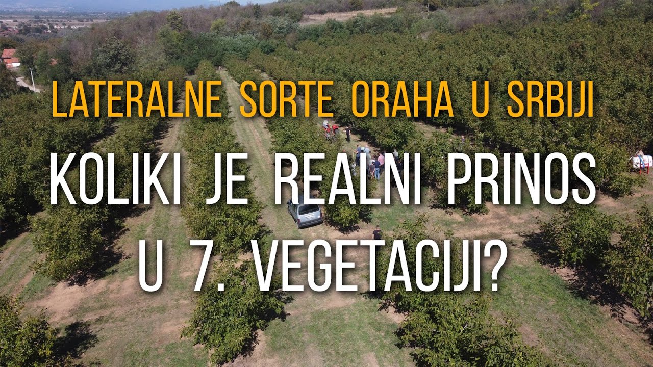 Realni prinos oraha lateralnih sorti u Srbiji. Zasad u 7. vegetaciji.
