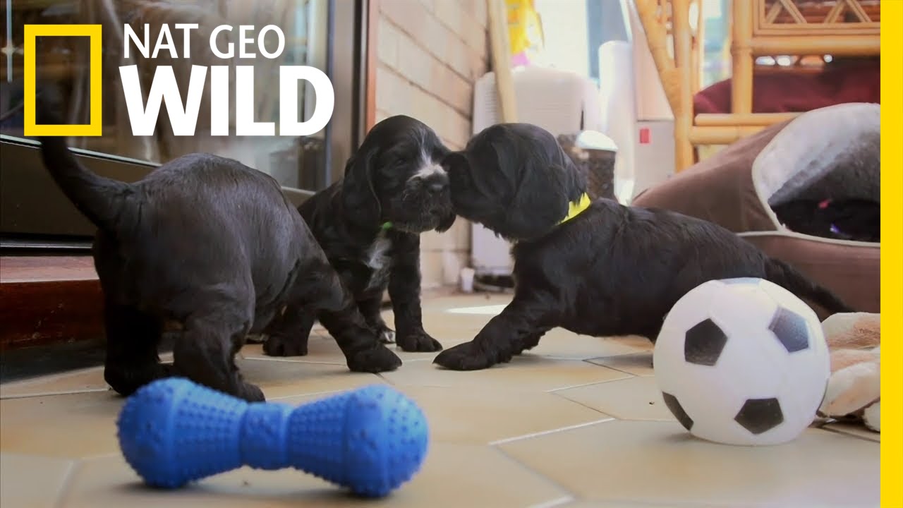 nat geo wild logo Dogs' Super Senses | Wonder of Dogs