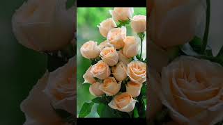 Lord Heal Our Land &amp; Nations. Pray for Nations &amp; Peoples. 24.. April. 2026. John 8:28-33.