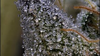 Tres Dawg strain review