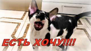 Песня Голодного котенка Корниш Рекс Лекси | ЛексиКошка