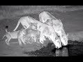 Elephant in musth chases lionesses and cubs. Nkorho Bush Lodge cam. 20.00 / 11 June 2019