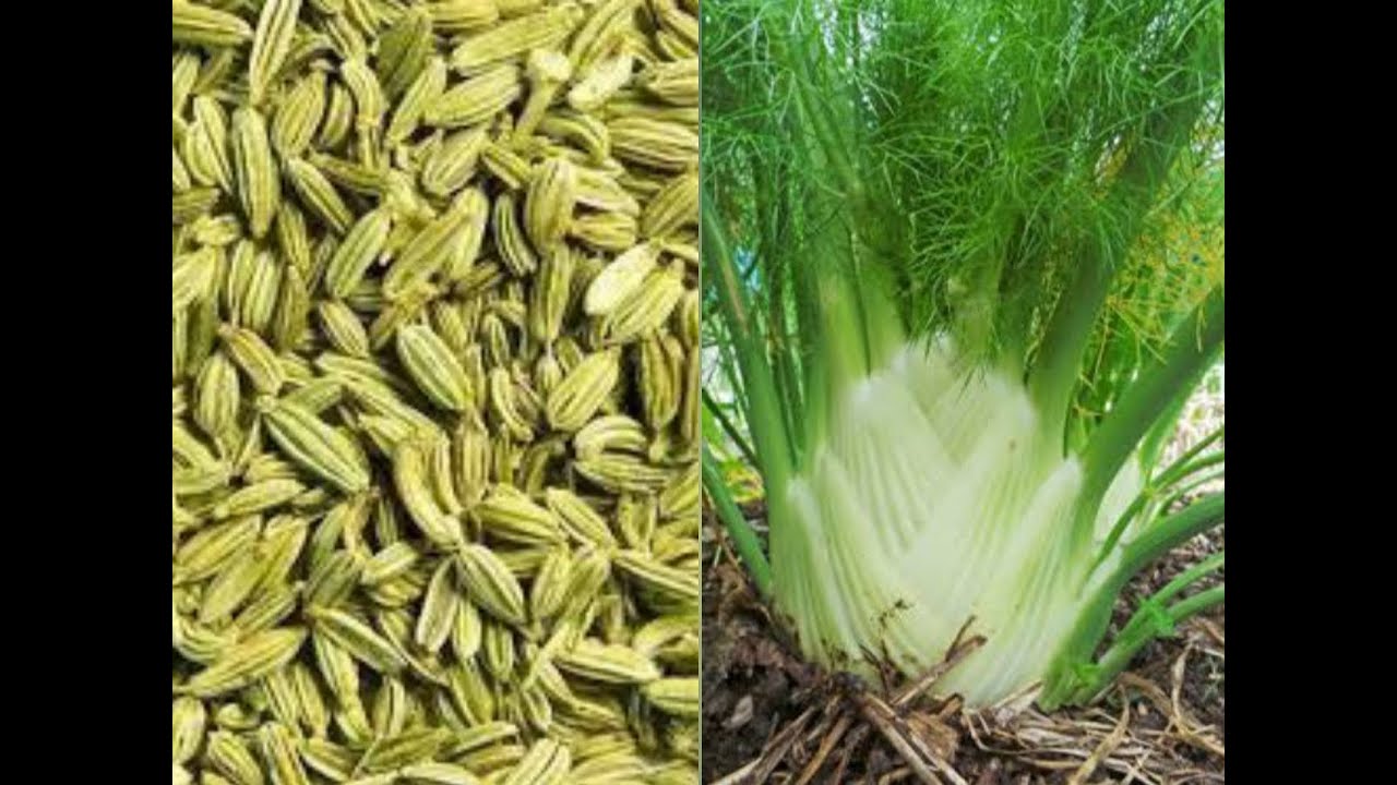 How to Grow Plant of Fennel (Soanf) || Growing Fennel bulb Indoor