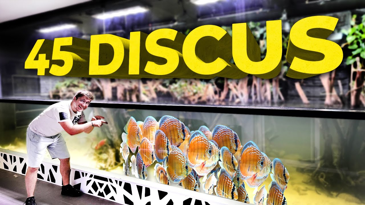 Déjà de la reproduction dans l'aquarium de 14000 Litres ! On lâche les discus