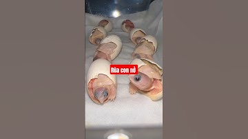 Bạn Sẽ Không Tin Rùa Con Làm Điều Này Khi Vừa Mới Nở! 😱 #bettavlog #ruacanh