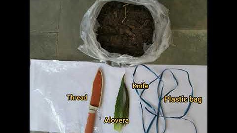 Air layering on Peach Tree