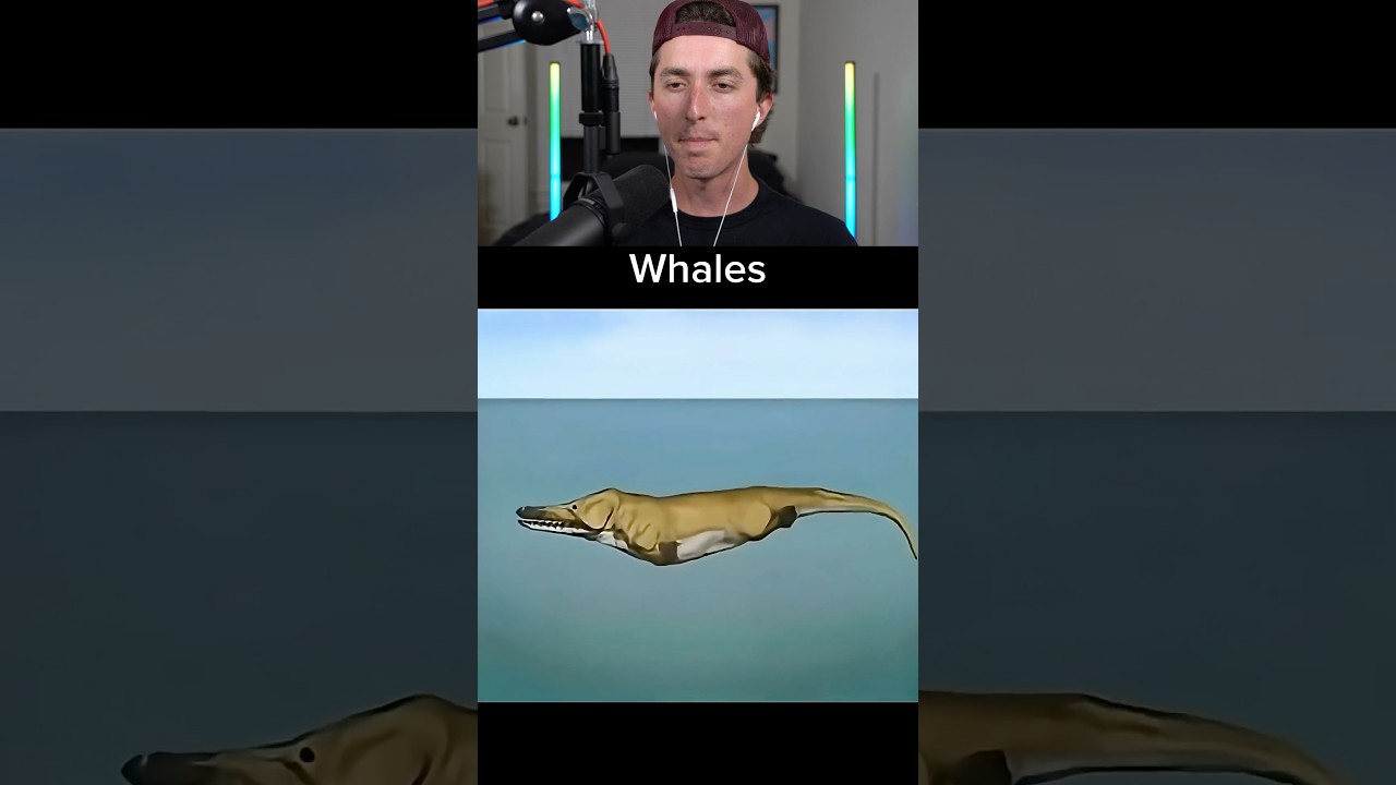 Animals Evolving Over Time 🤯😳🤯