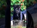 大きな猫のようなクロヒョウ、ずっと足元を温めてご褒美をおねだり中。