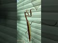 PRAYING MANTIS Clawing &amp; Crawling UP CLOSE  #nature #wildlife #video #amazing #shorts #wow