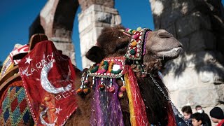 Umstrittene Tradition Kritik An Türkischem Kamel-Wrestling-Festival