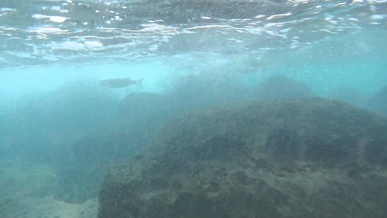 Sharpnose Mullet hightide outside the Kawaihae harbor boat launch YouTube
