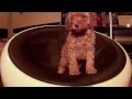 Time Lapse: filming my poodle puppy Trudi growing for 50 days while sitting in an armchair