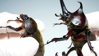 カブトムシおパグさん(黒): Japanese beetle pug When I let a male beetle hug a female with perfume  - YouTube