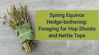 Hedge-bothering for Hop Shoots & Nettles