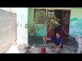 (Đx))4M180 gl cây đào bánh xe 550k LH 0707713796 Khương bonsai 