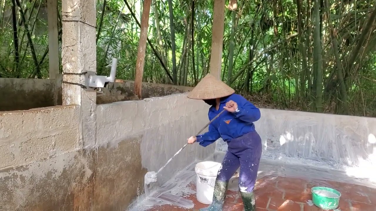 Vôi củ khắc tinh của dịch tả châu phi. Quét vôi lại cho chuồng bị dịch tả lợn châu phi