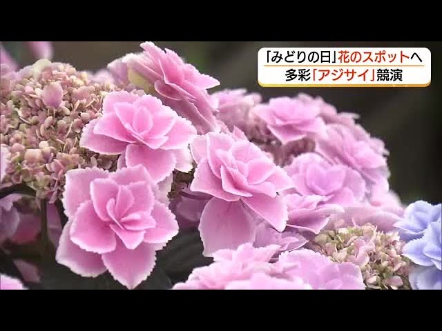 59 varieties of hydrangeas are on display at Izumo-Shimane Flower