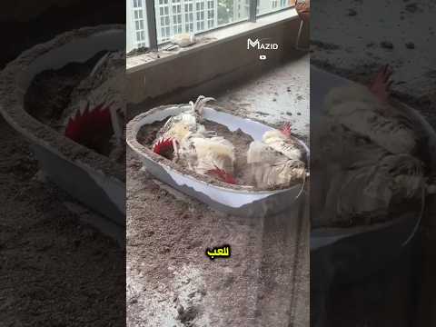 لماذا يغوص الدجاج في التراب السر الذي لا يعرفه الكثير