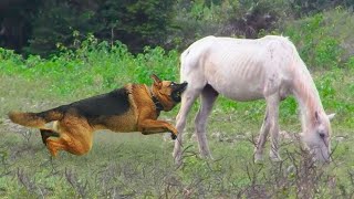 This Stupid Dog Attacked A Horse! Here's What Happened Next....