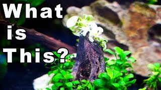 Petco now carrying this "Rare" Plant?!?! - Must Have Aquatic Plant!! 🌱🤩🤍