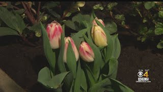Boston's Flower And Garden Show Offers Taste Of Spring
