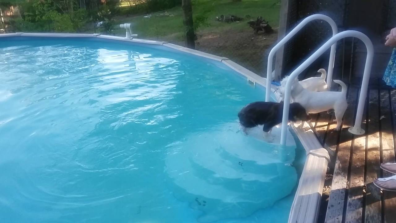 Cooper taking a quick dip in the pool - YouTube