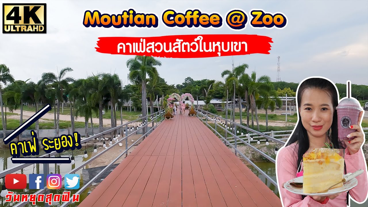 สวนสัตว์คาเฟ่ ชมสัตว์มากมาย อาหารหลากหลาย เครื่องดื่มของหวานครบครัน Mountain Coffee At Zoo ระยอง - YouTube