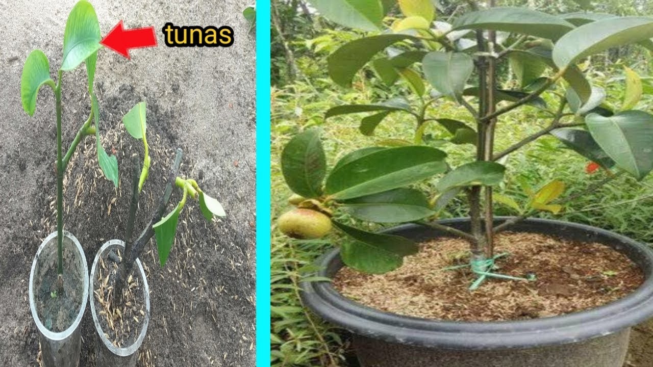 Terbongkar stek manggis agar cepat tumbuh tunas dan Terbongkar stek manggis agar cepat tumbuh tunas dan
