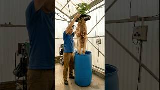 Grow Potatoes Without Soil?! This Barrel Trick Changes Everything 🥔💧