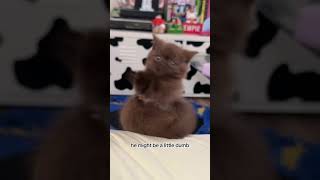 and we never saw him again …. 😔 he belongs to the floor now #cat #cats #kitten @sunkittencats