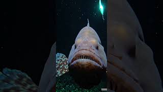 Ang isdang  walang mukha sa dilim #trending #nature #naturestories