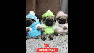 Amazing Animal Moments #34  #shorts