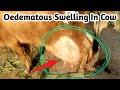 Oedematous swelling in udder  how to treat udder edema in cows  udder edema in cow 