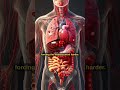 How Cigarette Smoke Affects Your Body (Explained)