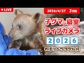 4月27日 子グマの寝室ライブカメラ のぼりべつクマ牧場