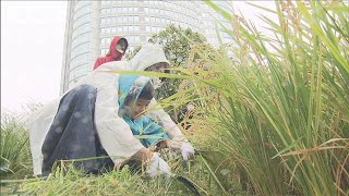 都心で子どもらが稲刈り　屋上庭園の“田んぼ”で(2020年9月26日)
