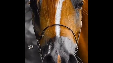 آيات من سورة الحجرات.. القارىء هشام الهراز✨