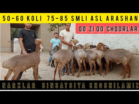 50-60 KGLI ASL