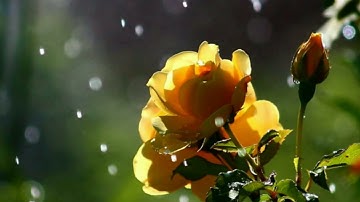 قَالَتْ يَا وَيْلَتَىٰ أَأَلِدُ وَأَنَا عَجُوزٌ وَهَٰذَا بَعْلِي شَيْخًا'اجمل تلاوه بالطور العراقي🤍