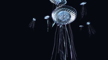 jellyfish 3d animation