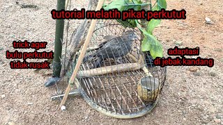 Pelatihan dan perawatan pikat perkutut part 1 : adaptasi jebak kandang.