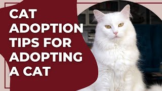 Cat Adoption Tips for Adopting a Cat by CatVantage Story 685 views 3 years ago 8 minutes, 50 seconds