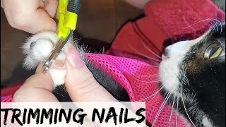 Trimming Cat Nails | Polydactyl Claws Need Clipping | How To Trim A Cat’s Nails