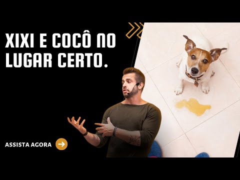 Xixi e cocô no lugar certo. Necessidades do cão no lugar certo. |Perdigavet|